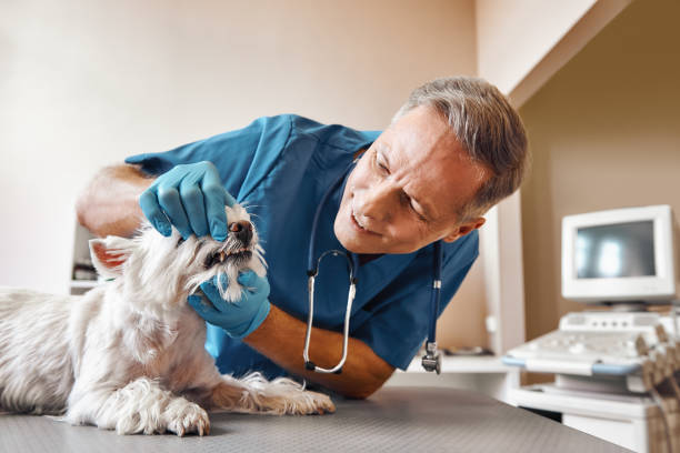 Best Holiday Emergency Dentist in Alexandria, VA